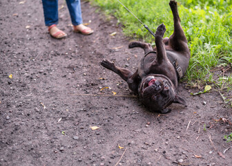 A 6-year-old girl is walking with a dog in the park. The FrenchBulldog does not want to walk, rests and lies. The girl pulls the dog by the leash.