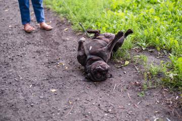 a french bulldog lies on its back in the park and does not want to walk. Walking the dog