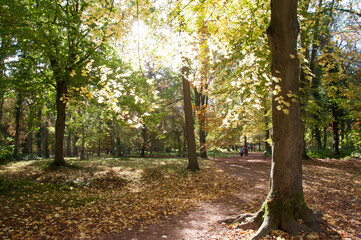 Autumn in the park