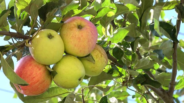 A light breeze shakes a branch of an apple tree with the yellow - red apples, illuminated by the rays of the sun. The sun illuminates the yellow - red apples on a branch of an apple tree in a summer o