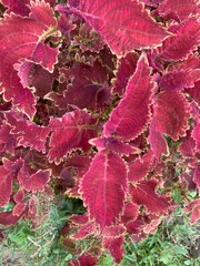 red leaves background