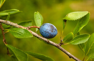 Owoc tarniny - śliwka. Plum . Prugna 