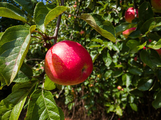 One ripe red apple in sunlight on apple tree branch