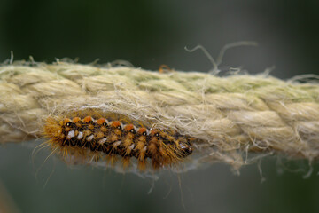 Eine Raupe des Goldafters beim einspinnen, verpuppen.
