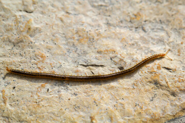 Poptrait, eine Nahaufnahme eines Tausendfüßlers, Hundertfüßlers auf einem Stein.