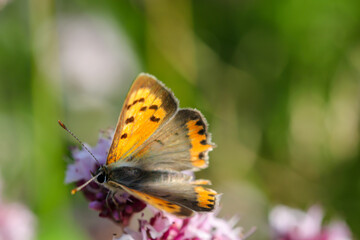 Fototapeta na wymiar Eine Aufnahme eines Tagfalters, Schmetterlings auf einer Pflanze auf einer Wiese.