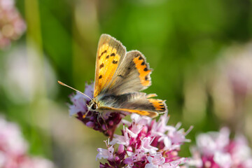 Obraz premium Eine Aufnahme eines Tagfalters, Schmetterlings auf einer Pflanze auf einer Wiese.