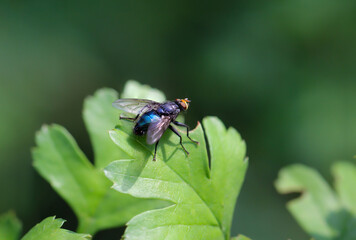 Eine Fliege auf einer Pflanze. Fliegen sind kleine Insekten.