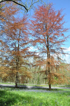 Copper beech autumn trees in the park