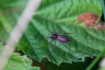 Eine dunkle Spinne sitzt auf dem Blatt einer Pflanze.