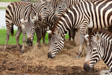 zebra africa - 451054126