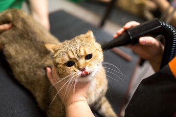 Cat and Pet grooming in beauty salon