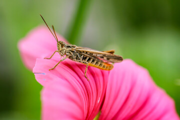 Eine Nahaufnahme einer Heuschrecke auf einer Pflanze, Blume.