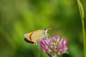 Eine Aufnahme eines Tagfalters, Schmetterlings auf einer Pflanze auf einer Wiese.