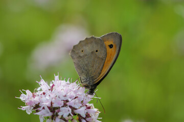 Ein kleines Wiesenvögelchen, Coenomymha pamphilus auf einer Blume.