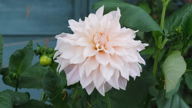 Dahlia Cafe au Lait flower plant growing in summer cottage garden