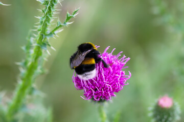 Eine Hummel auf einer Mariendistel beim bestäuben.