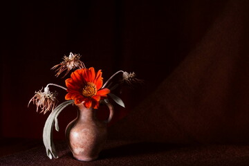 Beautiful red flowers - Treasure flower; Gazania linearis