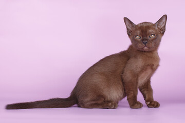 A sable-colored Burmese kitten on a purple background