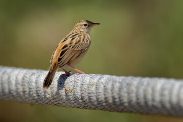 Zitting Cisticola - Cisticola juncidis also streaked fantail warbler, Old World warbler breeding in Europe, Africa and Asia down to northern Australia, small bird found in grasslands
