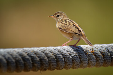 Zitting Cisticola - Cisticola juncidis also streaked fantail warbler, Old World warbler breeding in Europe, Africa and Asia down to northern Australia, small bird found in grasslands