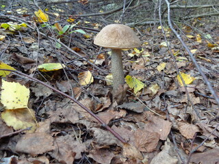 mushrooms in the forest