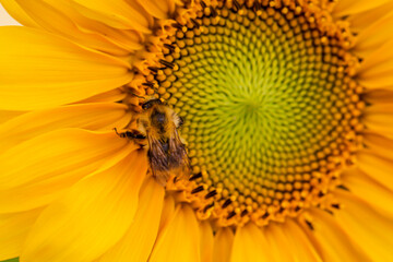 Eine Hummel sammelt den Blütenpollen auf der Sonnenblume ein.