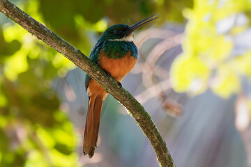 Rufous-tailed jacamar - Galbula ruficauda near-passerine bird breeds in the tropical New World in Mexico, Central and South America to Brazil and Ecuador, green orange plumage with long beak