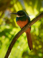 Rufous-tailed jacamar - Galbula ruficauda near-passerine bird breeds in the tropical New World in Mexico, Central and South America to Brazil and Ecuador, green orange plumage with long beak