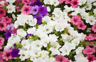 Flower bed full of different cultivars of Petunia, natural macro floral background