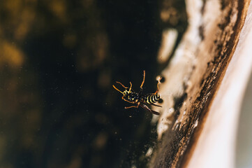 A small, drowned, exhausted dead, fighting for life, a wasp swims in the water.