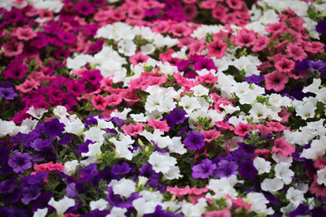 Flower bed full of different cultivars of Petunia, natural macro floral background
