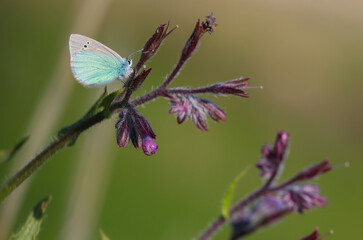 Glaucopsyche alexis butterfly on plant in nature environment at noon
