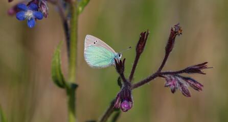 Glaucopsyche alexis butterfly on plant in nature environment at noon
