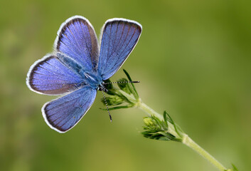 Blue Butterfly