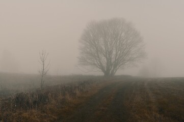 Big beech in the autumn fog.