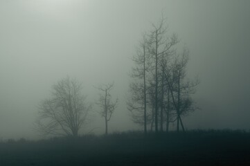 Obraz na płótnie Canvas Trees in the autumn fog.