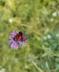 Mariposa en la flor 
