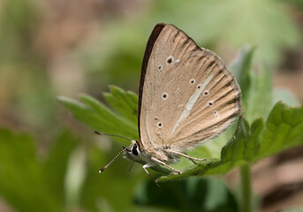 Lebanese Anomalous Blue