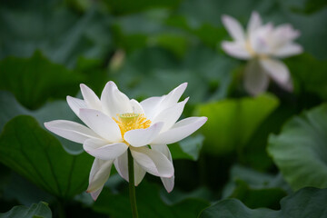 white lotus flower