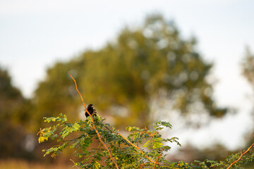 Red Wing Black Bird On A Branch