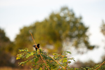 bird on a branch