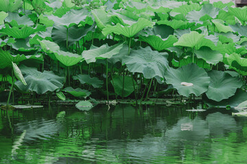water lily pond