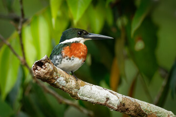 Green Kingfisher - Chloroceryle americana  resident breeding bird which occurs from southern Texas in the United States south through Central and South America to Argentina. Male above the water