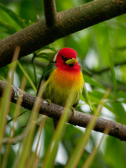 Red-headed Barbet - Eubucco bourcierii colorful bird in the family Capitonidae, found in humid highland forest in Costa Rica and Panama, Andes in western Venezuela, Colombia, Ecuador and Peru
