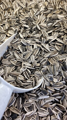 sunflower seeds. background and texture. agriculture. agriculture