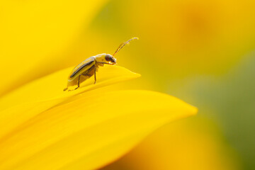 Western corn beetle - Diabrotica virgifera. Sunflower, a harmful insect corn beetle on a yellow background, close-up. Beetle Diabrotica virgifera close-up on a yellow background. Diabrotica virgifera.