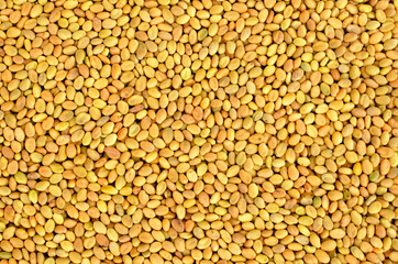 Sweet clover seeds background, top view, texture. Close-up - sweet clover seeds. Melilotus officinalis. Use as background. Sweet clover seeds background. Macro. Melilot seed texture.