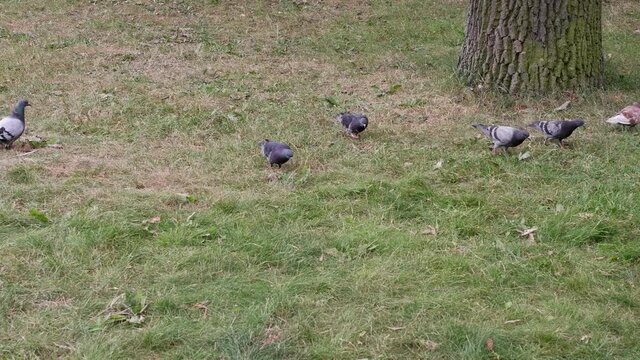 Pigeons walk on the ground in search of food. Birds.