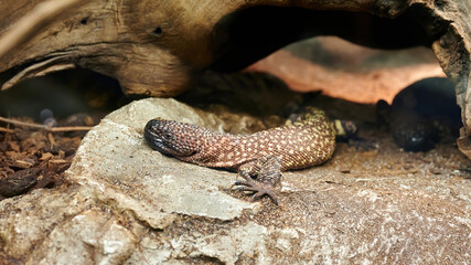 Mexican beaded lizard, Large scorpion or chaquirado lizard (Heloderma horridum) is a poisonous...